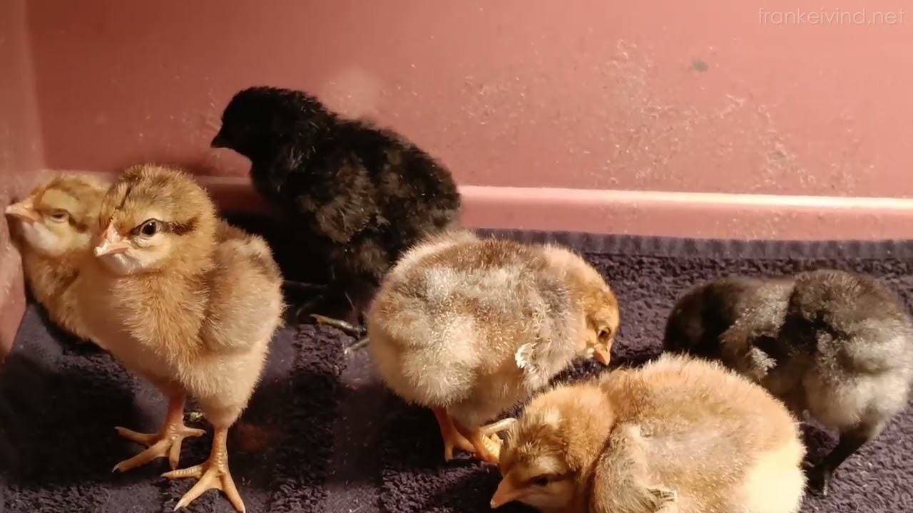 Egg og kyllinger i Ragnas hage (mars 2023)