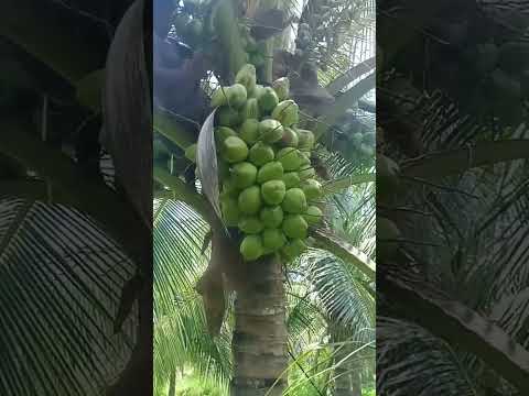 coconut harvesting 🌴 #viral #shorts #trending #youtubeshorts #viralvideo