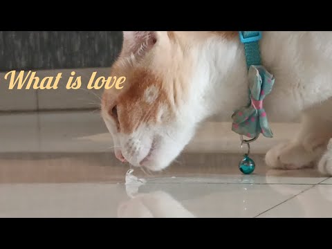 Lanza - What is love || official lyric video ||