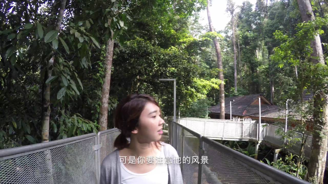 树顶吊桥（tree top walk）自驾游 | 马来西亚 吉打州 你不知道大自然旅游景点？