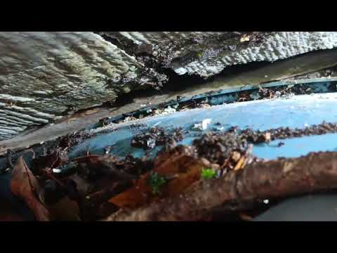 Ants Behind the Shed in Keyport, NJ