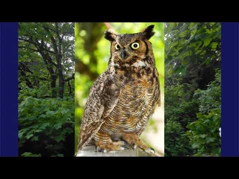 Great Horned Owl Daytime Hoot Calls