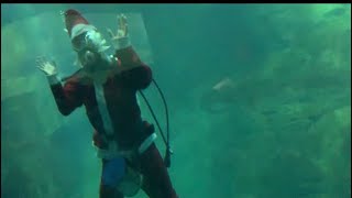海遊館 サンタの餌やり