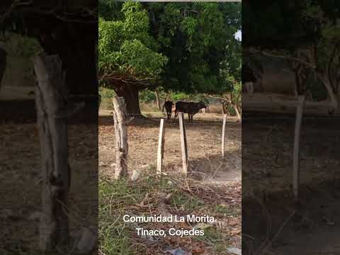 #Tinaco #Cojedes Comunidad #LaMorita  #CapillaAnimaDeJobo. Historias de mi Pueblo #ModosDeVida