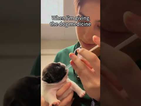 Funny and cute dogs compilation#funnydogs#cute#doglover#doglife#cure#dogshorts#pet#doglife#dogshorts