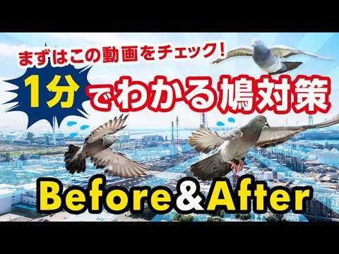 バルコニーからハトを追い払う方法: ハトを遠ざけ、被害を避けるための 3 つの優れた方法  庭園