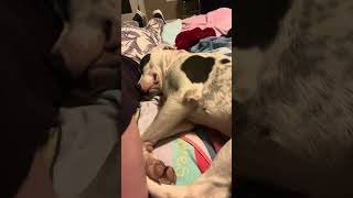 Video preview image #1 Staffordshire Bull Terrier-Unknown Mix Puppy For Sale in The Woodlands, TX, USA