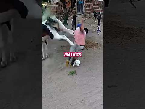 He crawled away￼‼️😱 #viral #horse #kick
