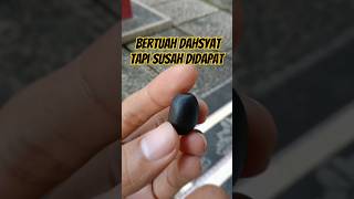 Download lagu This is the myth of the natural magical power of tamarind as a magical barrier to ward off disast... mp3