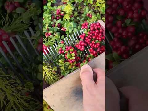 Harvest the berry … #berry  #cranberry #blueberry