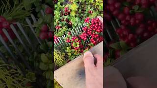 Download lagu Harvest the berry … #berry  #cranberry #blueberry mp3