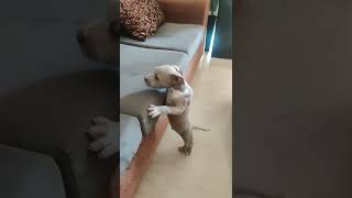 American Bully Puppies Videos