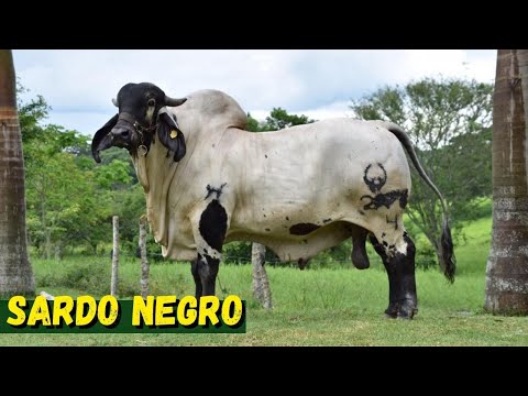 , title : 'RAÇA SARDO NEGRO - O zebu Mexicano!!'