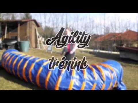 Agility trénink 29.3