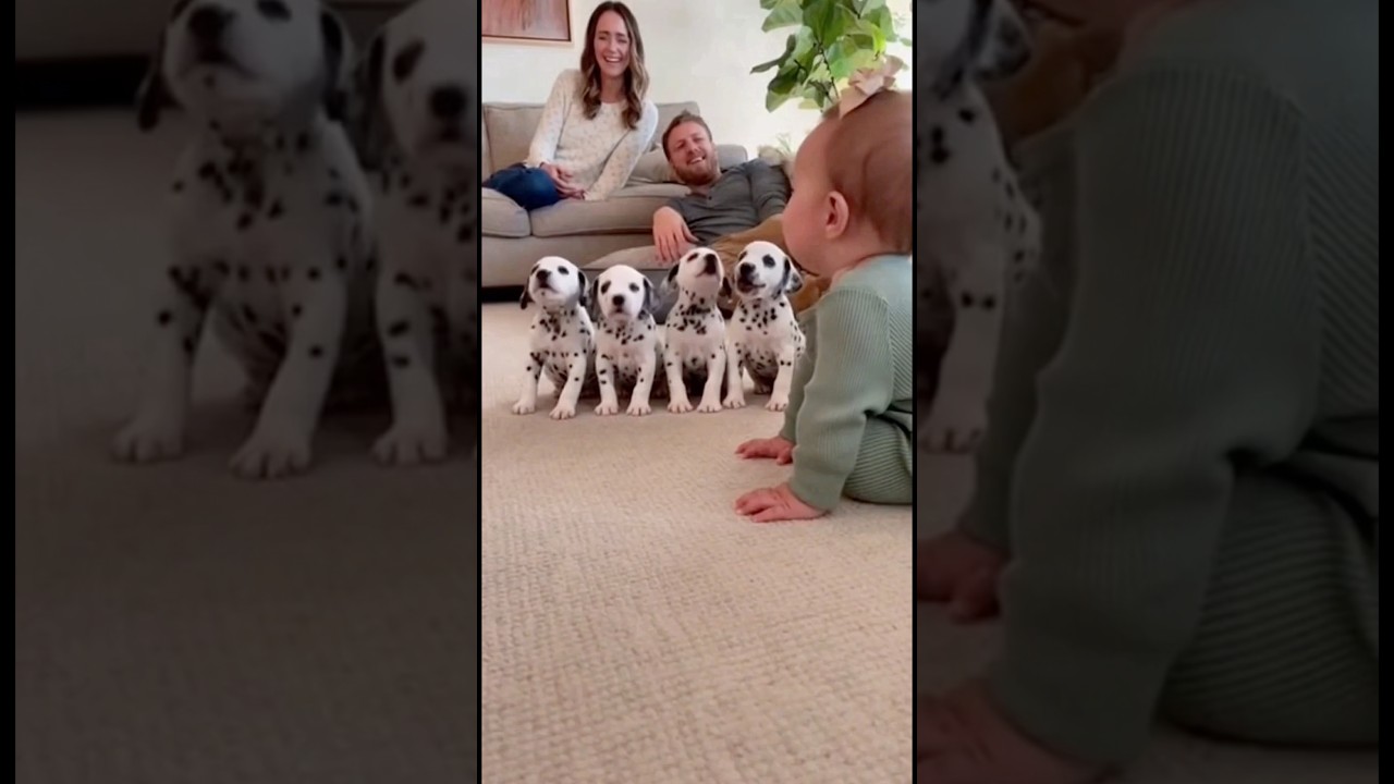 【まさかの犯人】最初に吠えたの誰！？😂 ワンが止まらないダルメシアン🐶👶 [Plot Twist] Who Barked First?! The Dalmatian Won’t Stop