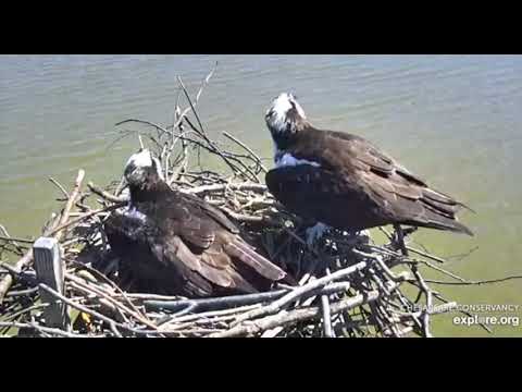 Alarm Calls and Intruder Alert on Chesapeake's Osprey Nest around Noon EDT 2019 04 01