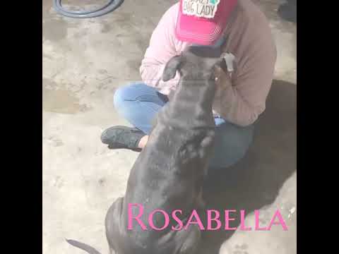 Rosabella, an adopted American Staffordshire Terrier in Lynnwood, WA_image-1