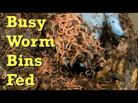 Red wigglers & 1 mixed bin checked-in on & fed - worm farm vermicomposting