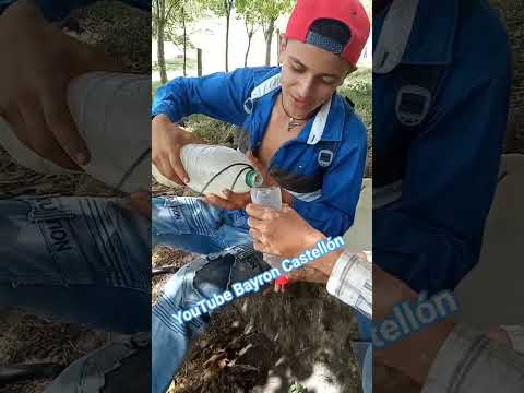 Bebiendo leche 🥛 sin respirar. #competencia. Condega, departamento de Estelí, Nicaragua