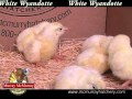 Video: White Wyandottes