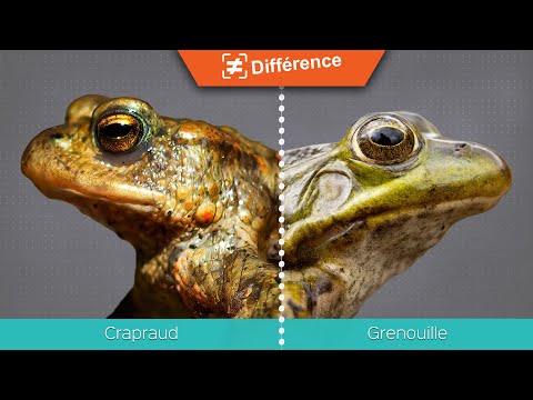 Différence entre le crapaud et la grenouille