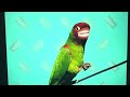 Elmo S World Teeth Quiz