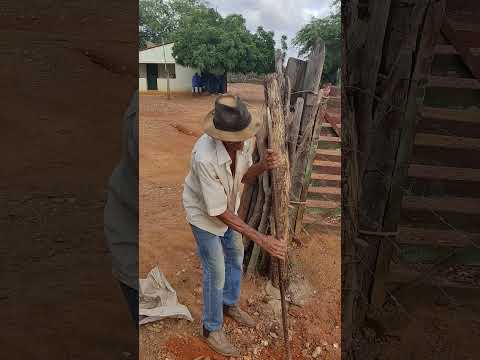 seu Rufino Antônio fazendo cerca no sítio mamoeiro verdejante Pernambuco.