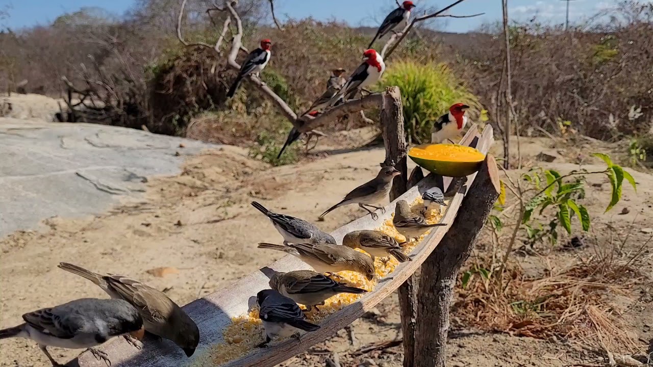 Muitas aves incríveis  no nosso comedouro