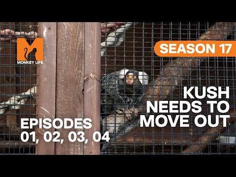 Kush Needs A New Home in Monkey Life | S17 E01, 02, 03 & 04 | Full Episodes