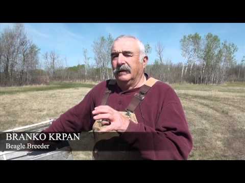 Pooch paradise, where champion beagles run free