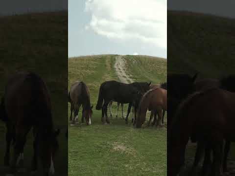 Презентація: Казанок Tribe T-FH-0006 Fire Pot