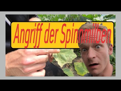 , title : 'Angriff der Spinnmilben Gurken und Auberginen'