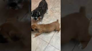 Boxer Puppies Videos