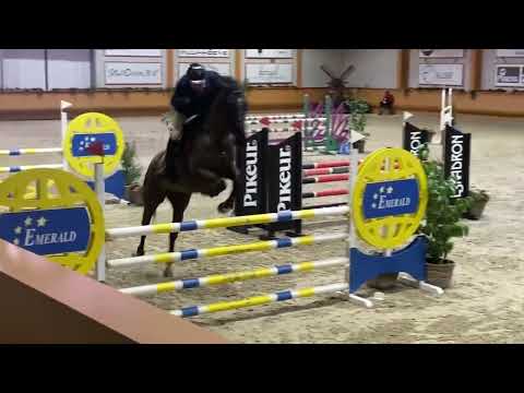 KTO Terminator - 2017, mare, (Dominator Z x Cicero Z) - CSIYH Peelbergen