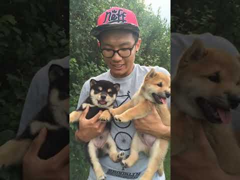 History of Kylo the Shiba