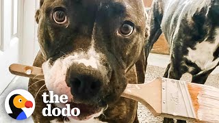 Rescue Pittie Is Her Moms Biggest Helper | The Dodo Pittie Nation