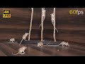 Cat TV for cats to watch mouse playing ,climbing and hide & seek game 4k UHD 8 hours