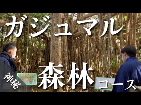 武道学科 【大石林山】沖縄北部のパワースポットで日本一に出会えるコース｜沖縄旅行