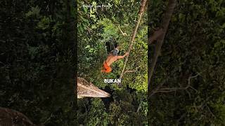 Download lagu This is Tarzan in Modern Times 😲 mp3 Download lagu This is Tarzan in Modern Times 😲 mp3