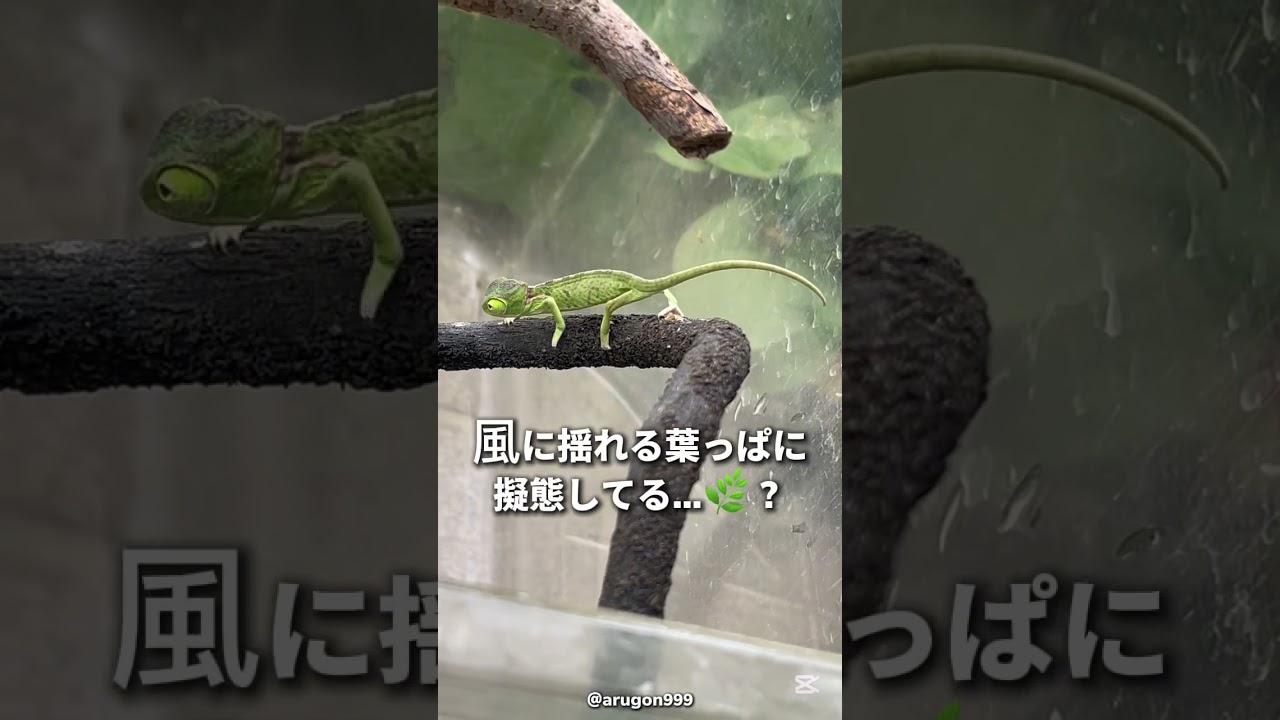 カメレオンの赤ちゃん 見た目で機嫌がわかる #エボシカメレオン