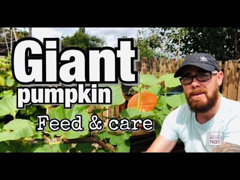 , title : 'GIANT PUMPKIN - FEED - WATER - CARE how to grow a winner'