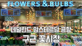 네덜란드 스키폴공항 구근 알뿌리 꽃가게, 식물 면세점!! flower market in Amsterdam A…