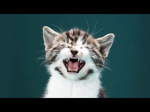 Gato filhote miando efeito sonoro