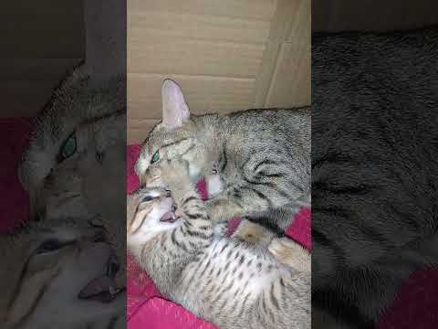 😱OMG kitten fighting with momcat😂#shorts#youtubeshorts #ytshorts #catlover #fun #cutecat #funny 🥰❤️