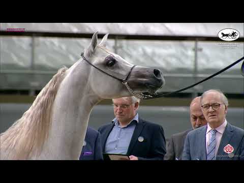 Doha International Arabian Horse Show 2023   Classe 6