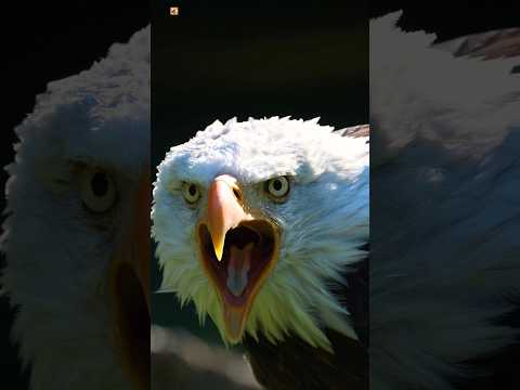 Bald Eagle Real Sound