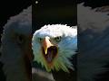 Bald Eagle Real Sound