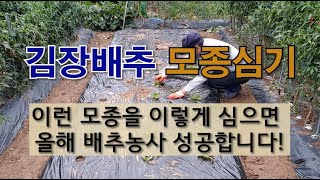 김장배추 모종심기 이런 모종을 이렇게 심으면 올해 배추농사 성공합니다. #김장배추 가꾸기 #김장배추 품종 #…