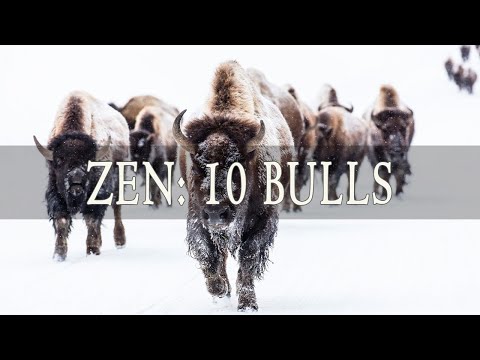 10 Bulls: Zen poems