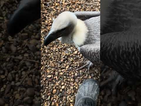 Vulture feeding time 